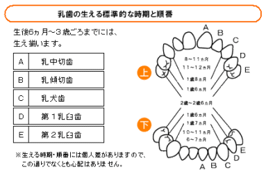 乳歯の生える標準的な時期と順番